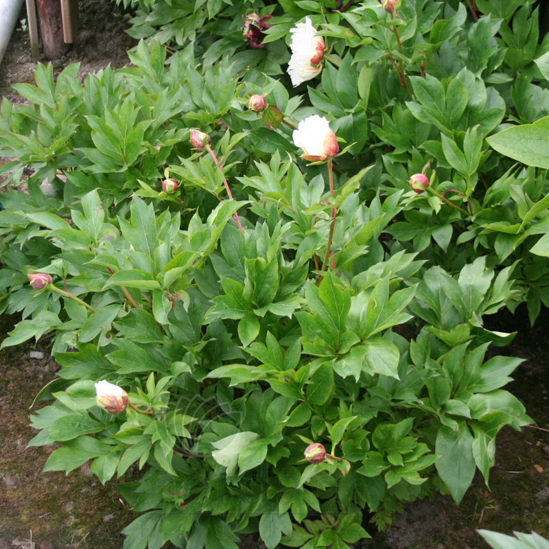 White Emperor | Warmerdam Paeonia